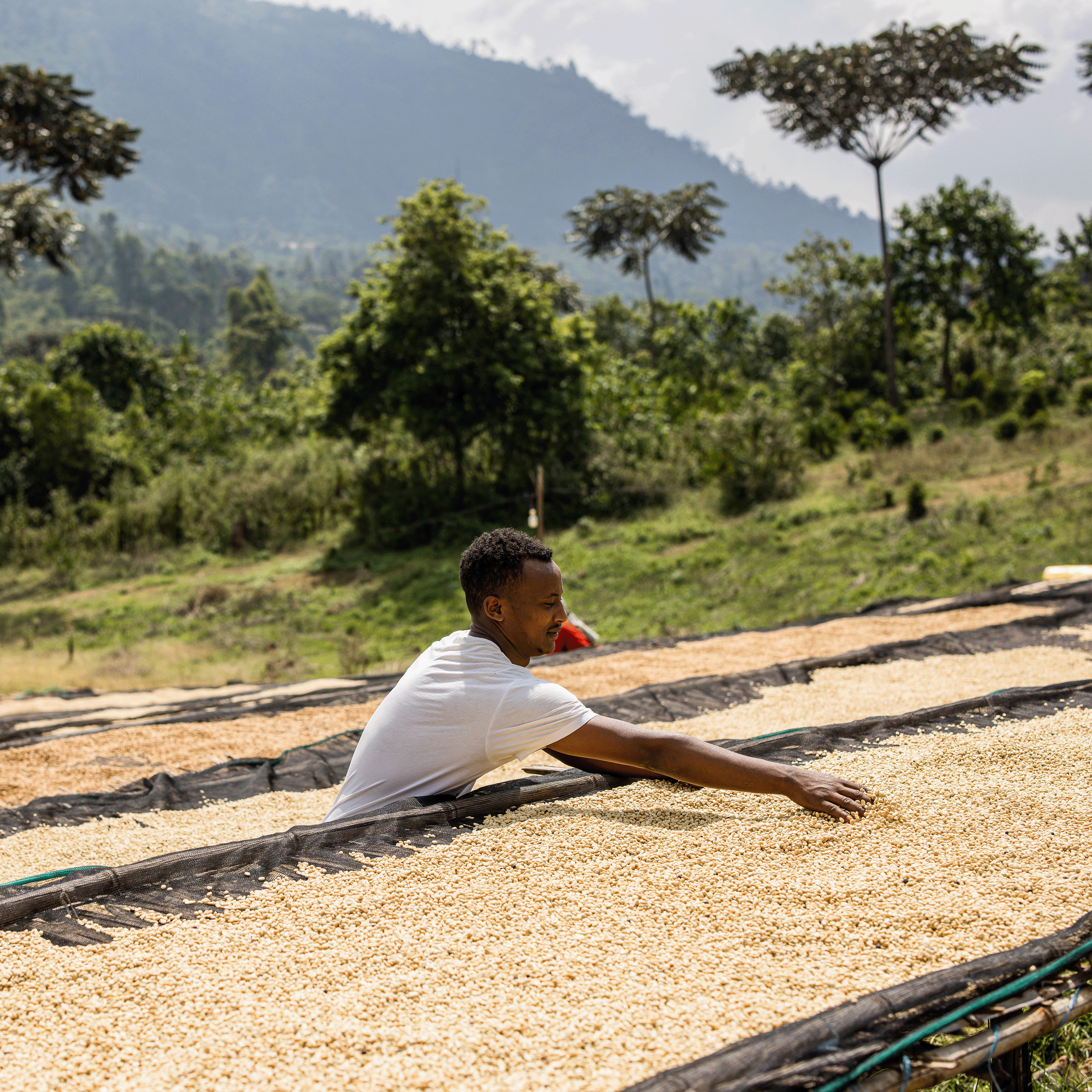 How AI Is Transforming Coffee Farming and Shaping the Future of Coffee
