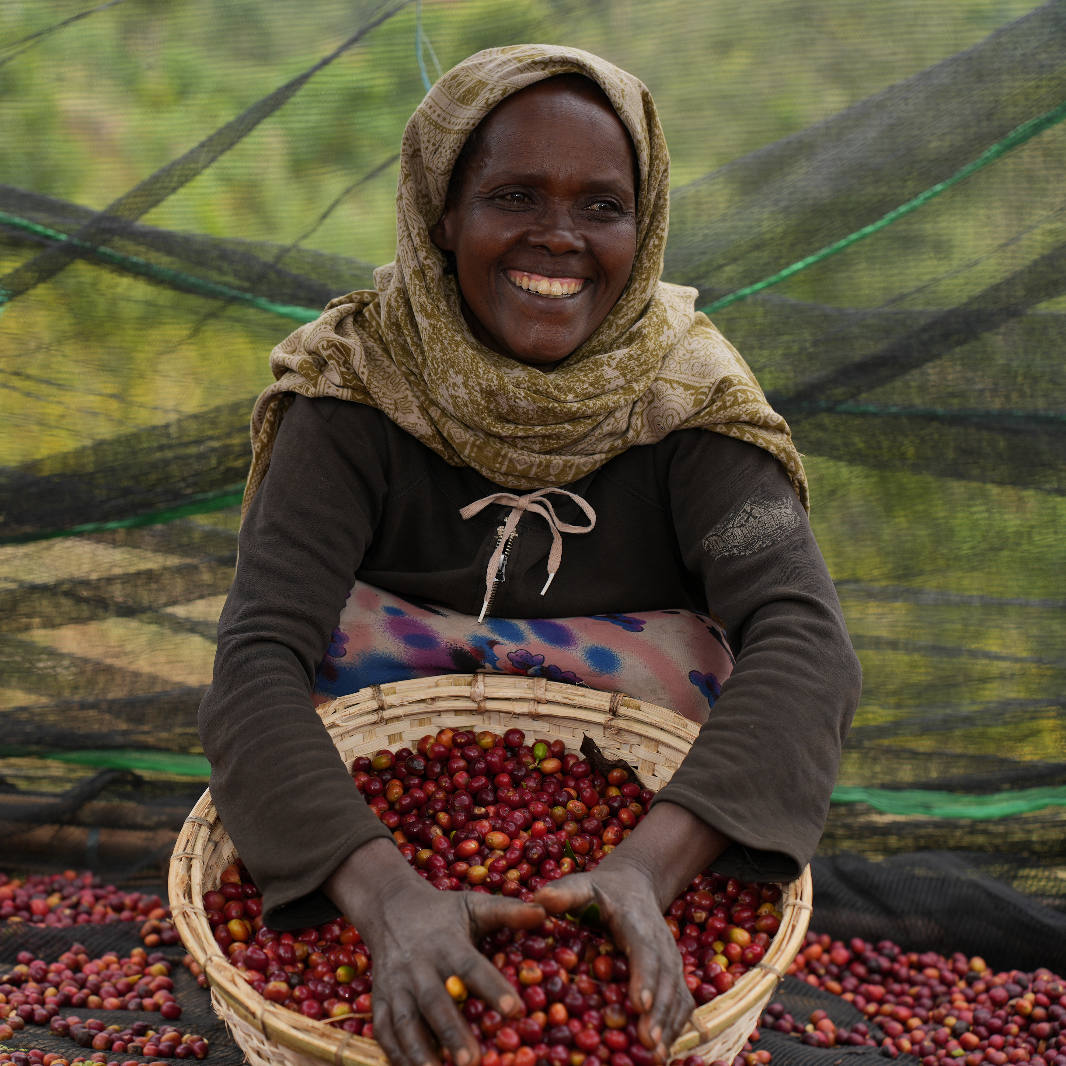 What is a coffee varietal?