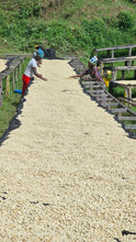 Load image into Gallery viewer, Coffee beans being dried on a wooden rack outdoors