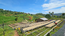 Load image into Gallery viewer, Coffee drying racks in a rural setting with a clear blue sky
