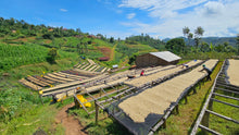 Load image into Gallery viewer, Coffee beans drying on trays under a clear blue sky in a rural setting.