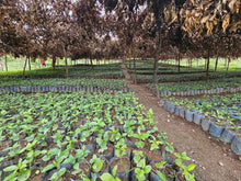 Load image into Gallery viewer, Dahwe - Southern Province, Rwanda