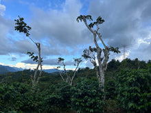 Load image into Gallery viewer, House Blend - Colombia, El Salvador, Guatemala