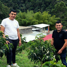 Load image into Gallery viewer, Two men standing among coffee plants with a coffee processing shed in the background.
