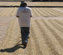 Load image into Gallery viewer, El Borbollon (Washed) - El Salvador