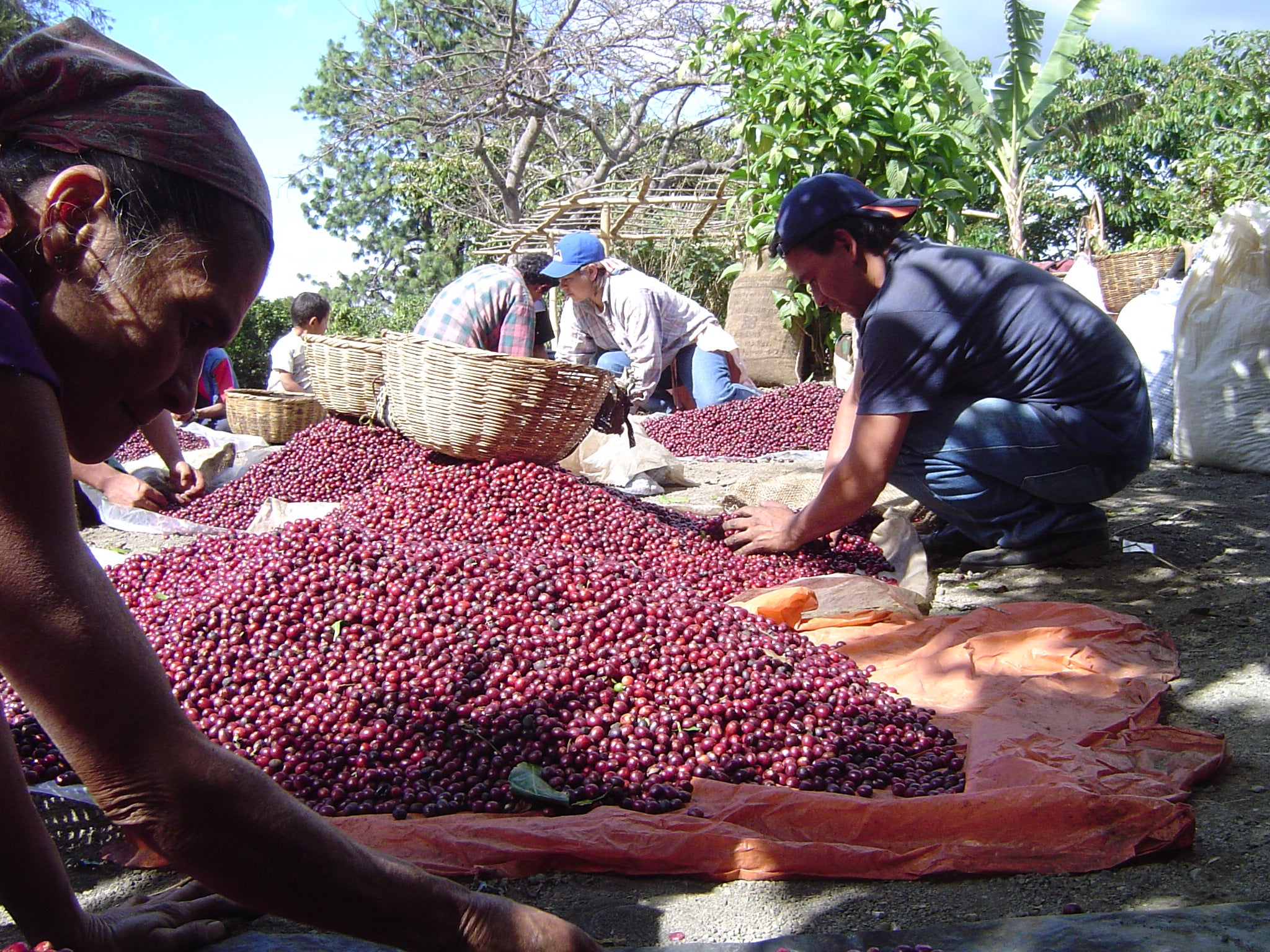 People harvesting the coffee.