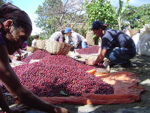 Load image into Gallery viewer, People harvesting the coffee.