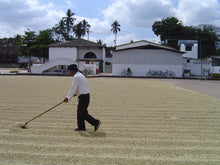 Load image into Gallery viewer, El Borbollon (Washed) - El Salvador