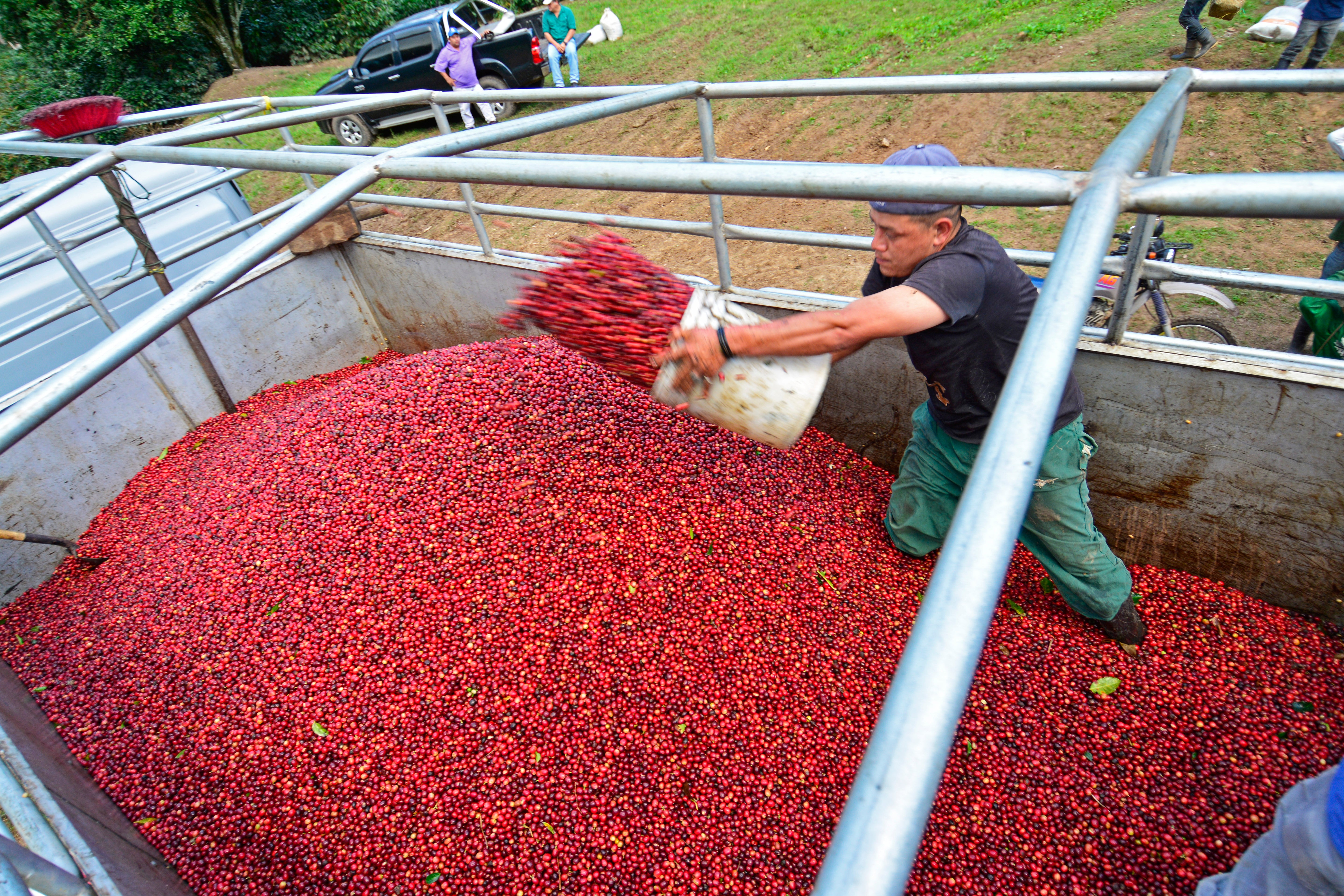 Hacienda Santa Luz (Washed) - Nicaragua