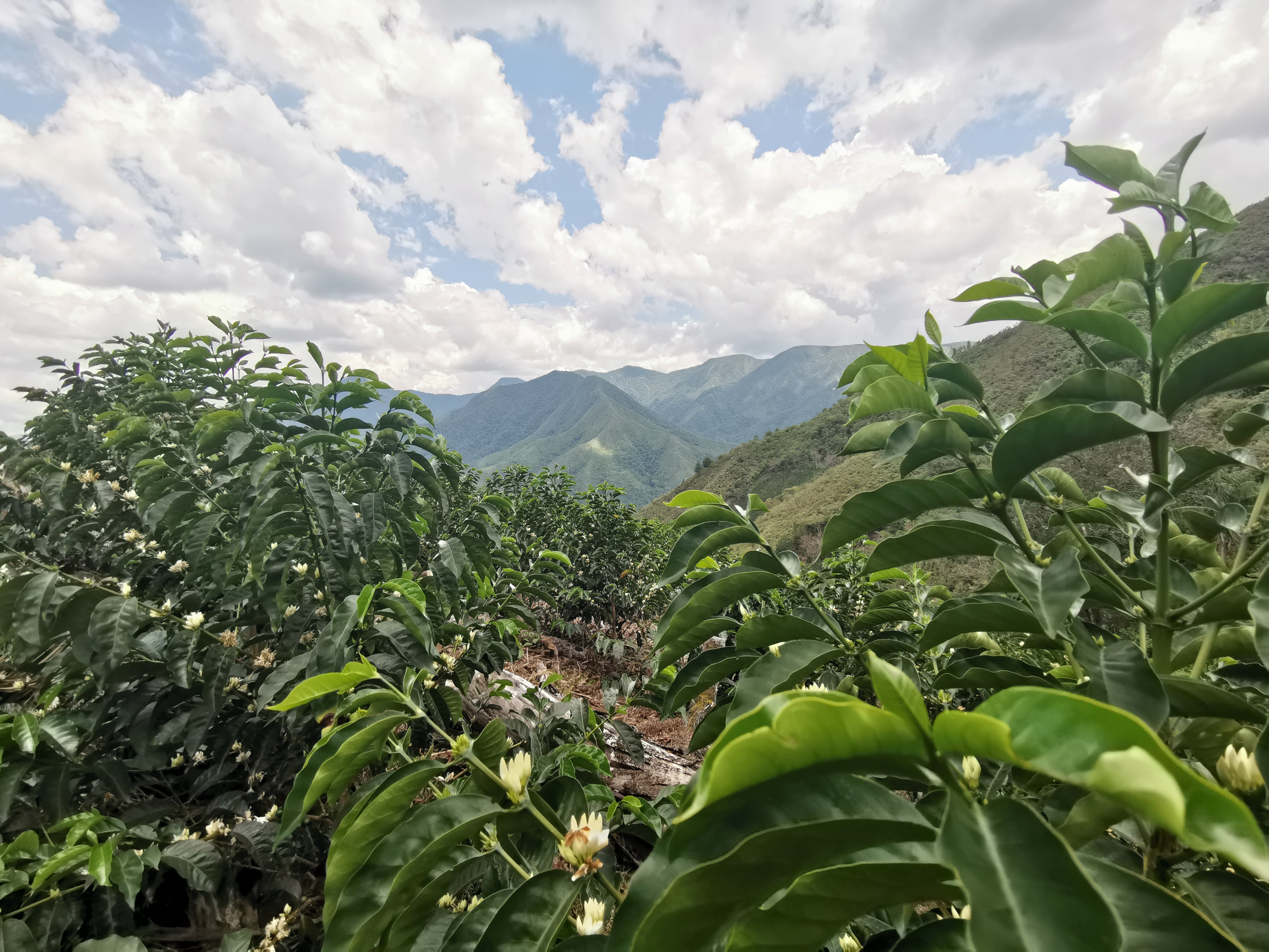 landscape of Peru with greenery. 