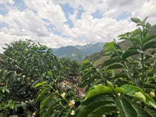 Load image into Gallery viewer, landscape of Peru with greenery. 
