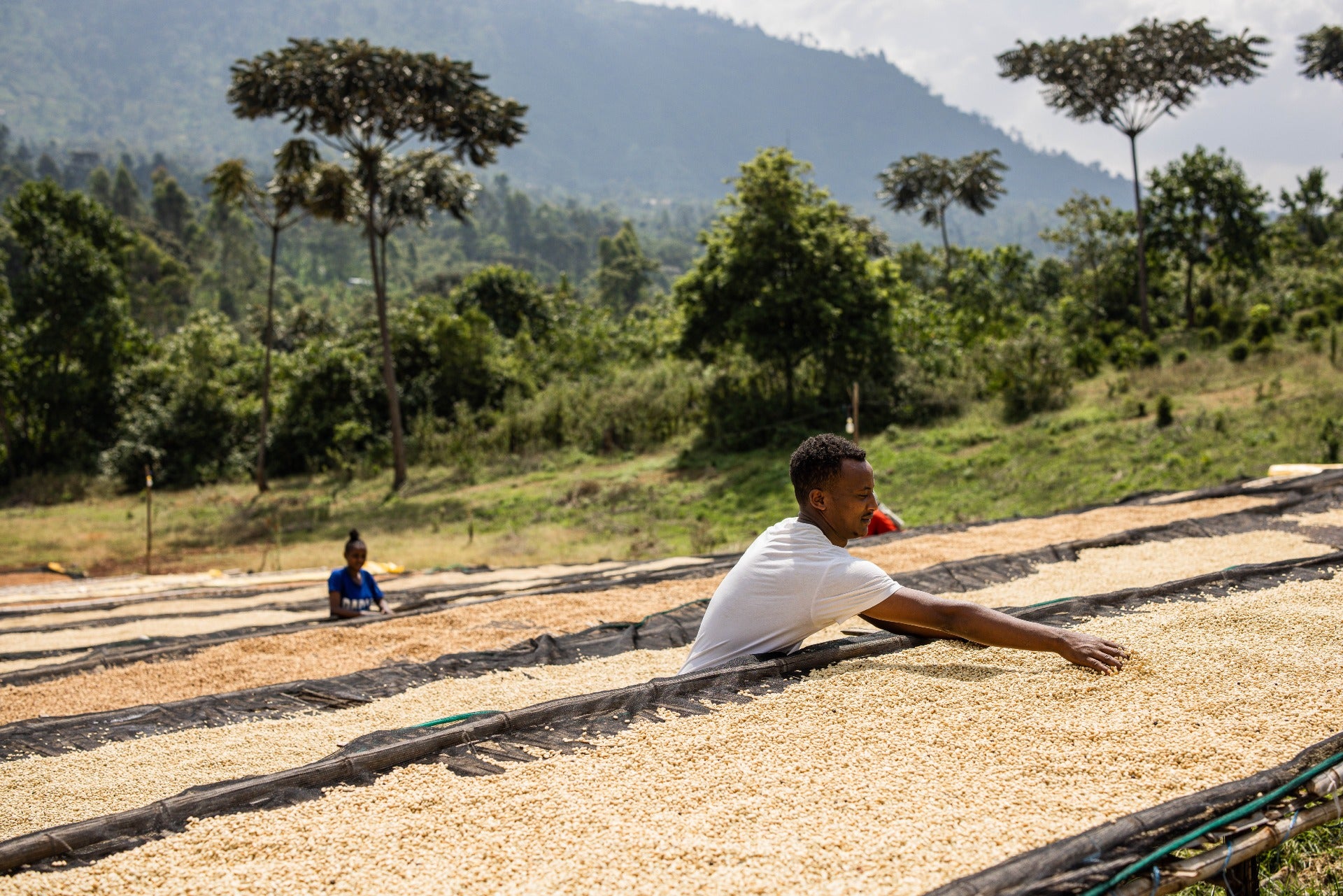 Two people working with coffee beans on a drying rack in a scenic outdoor setting.