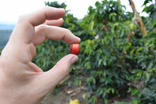 Load image into Gallery viewer, Hand holding a red coffee cherry with coffee trees in the background