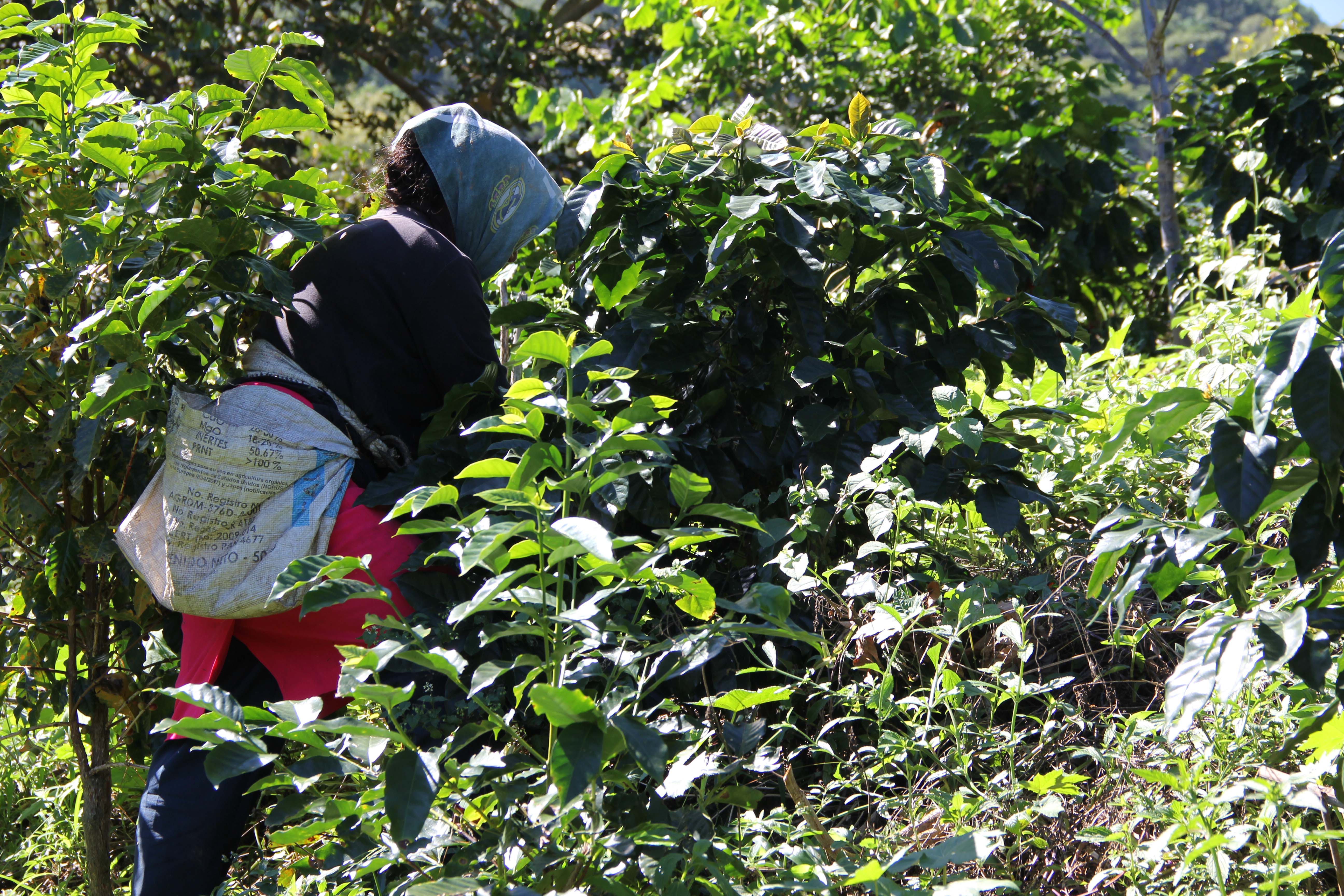 A person harvesting the coffee beans.
