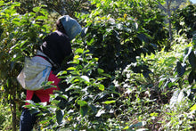 Load image into Gallery viewer, A person harvesting the coffee beans.