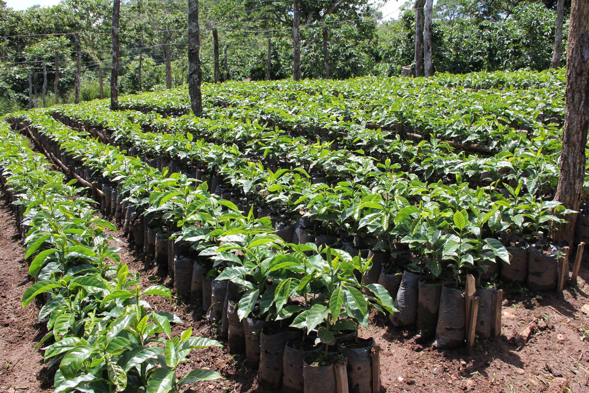 Coffee beans being grown.