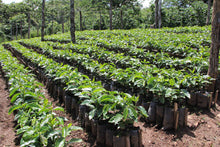 Load image into Gallery viewer, Coffee beans being grown.