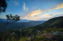 Load image into Gallery viewer, Inza Cauca (Washed) - Colombia